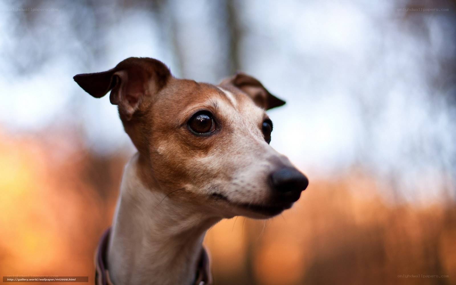 dog in autumn forest