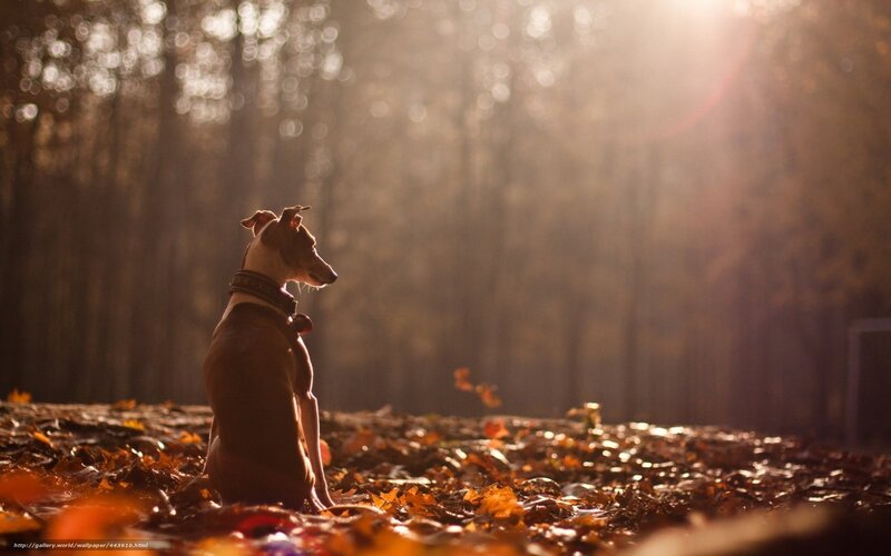 dog in autumn forest