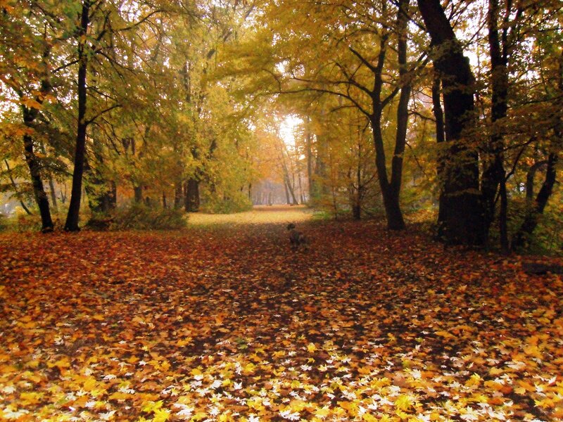 Dog in Autumn Forest — Yellow