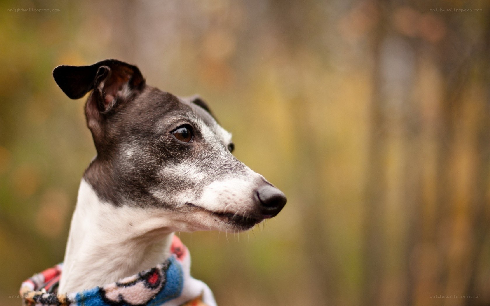 dog in autumn forest