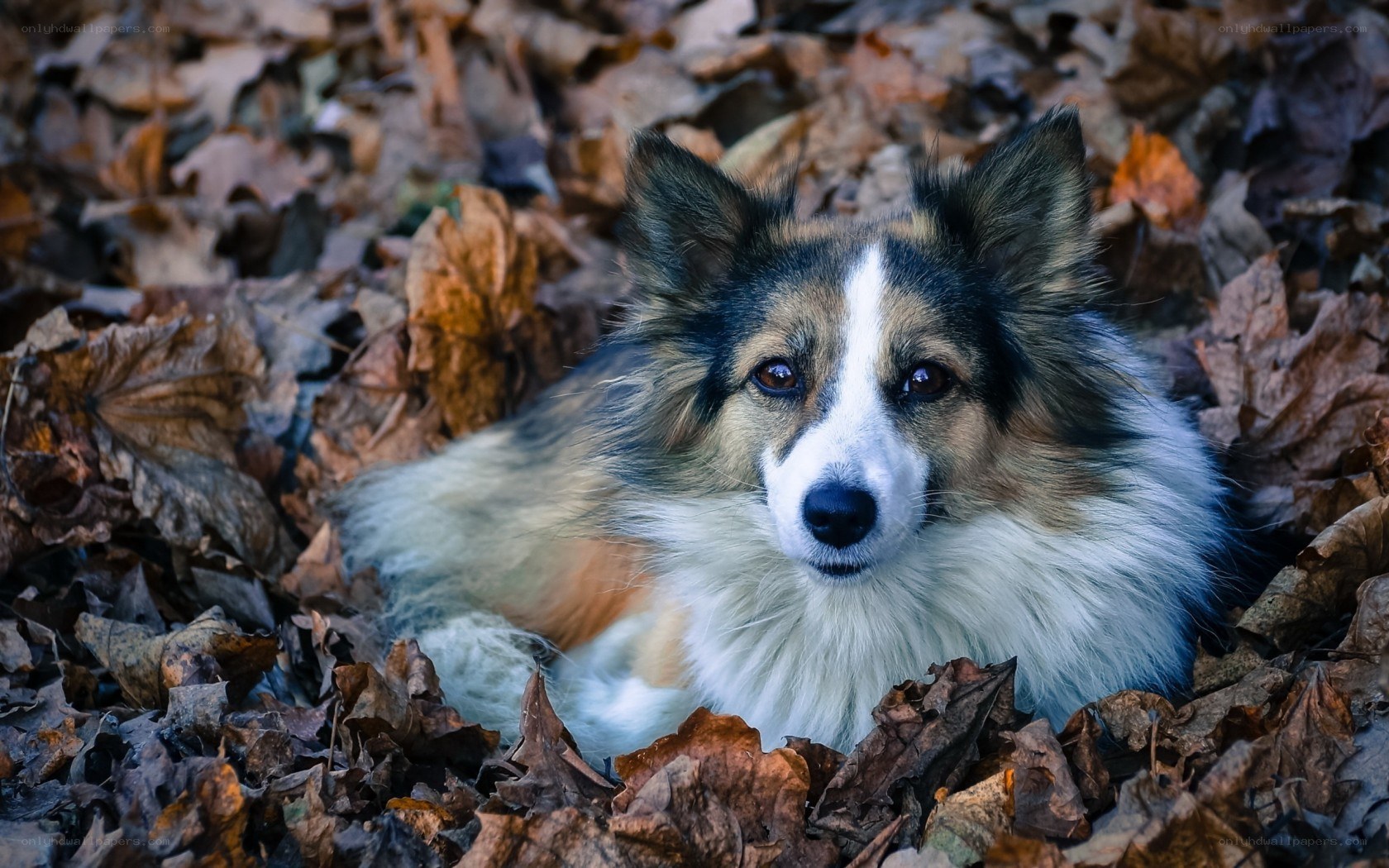 dog in autumn leaves