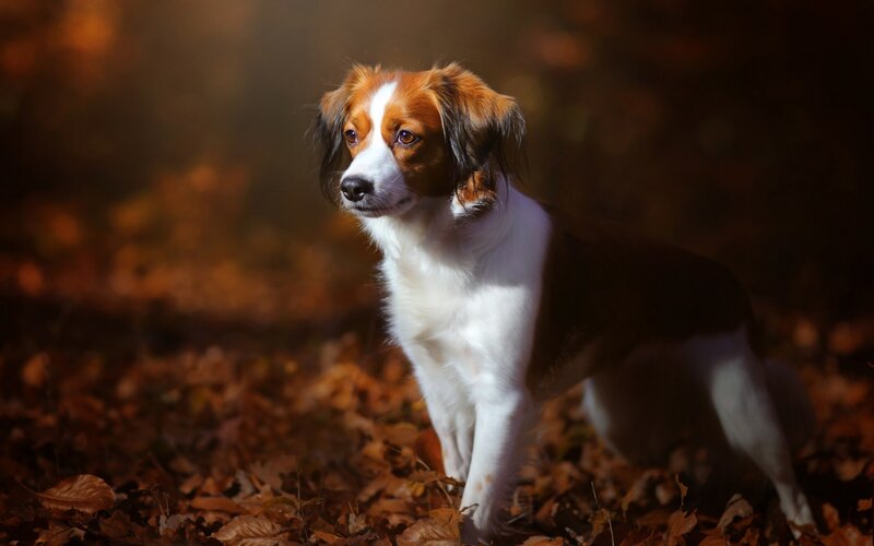 dog in autumn leaves