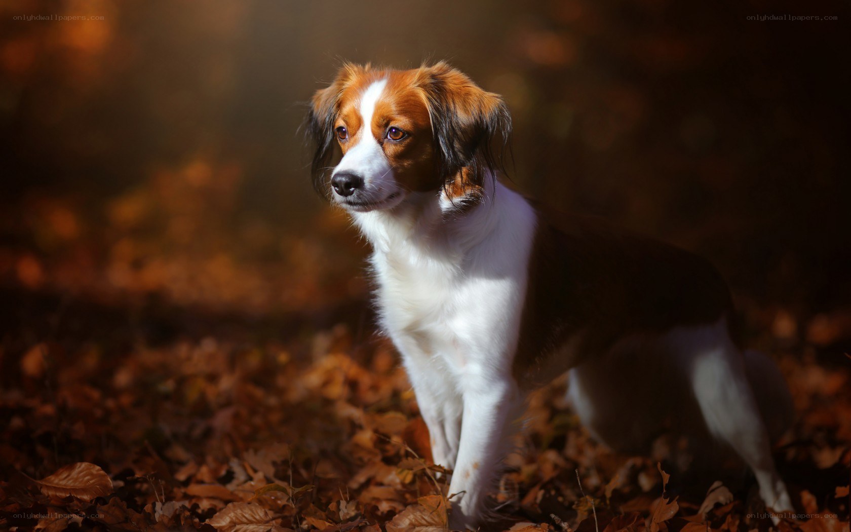 dog in autumn leaves