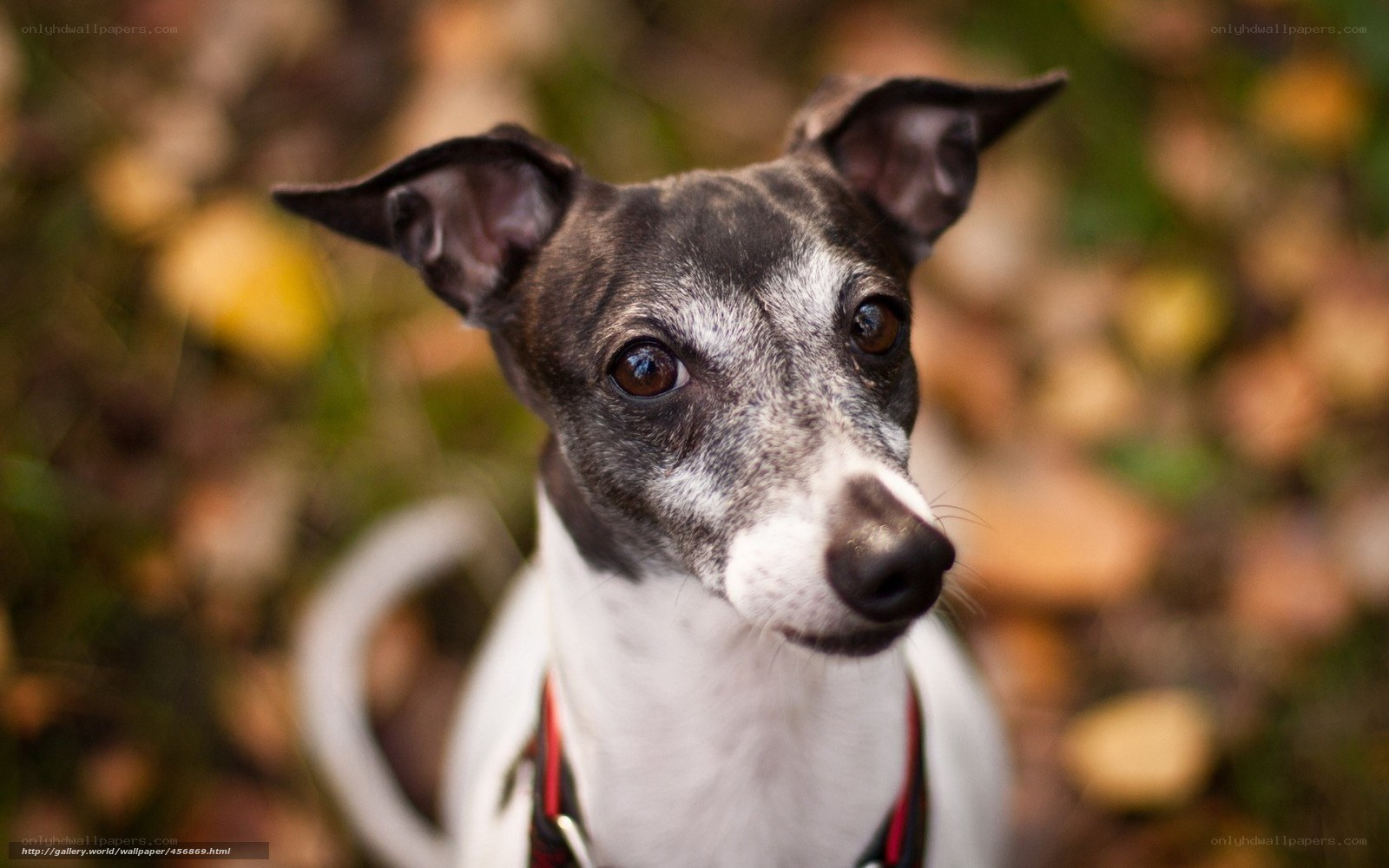 dog in autumn leaves