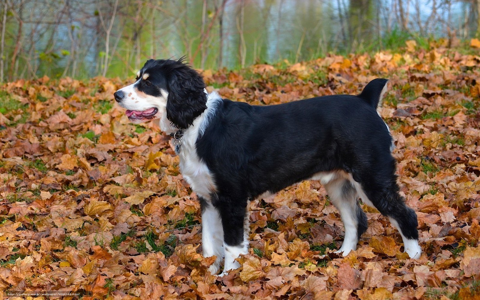 Dog in autumn leaves