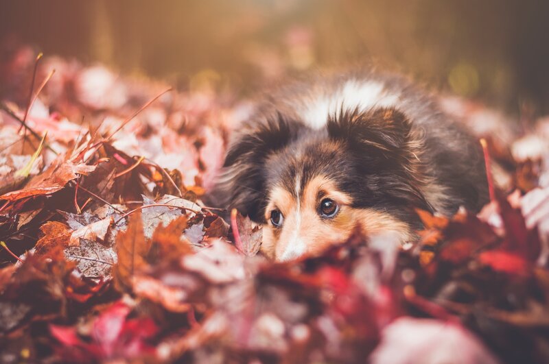 dog in autumn leaves