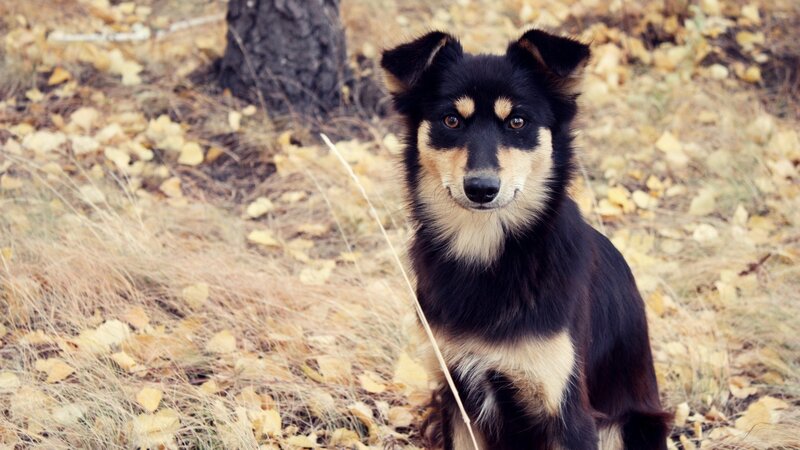 dog in autumn leaves