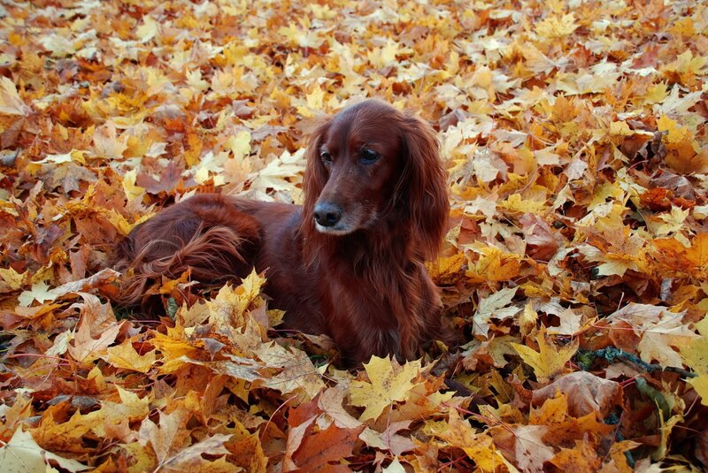 dog in autumn leaves