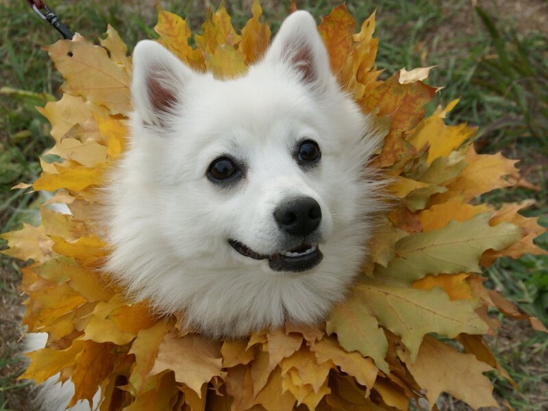 dog in autumn leaves