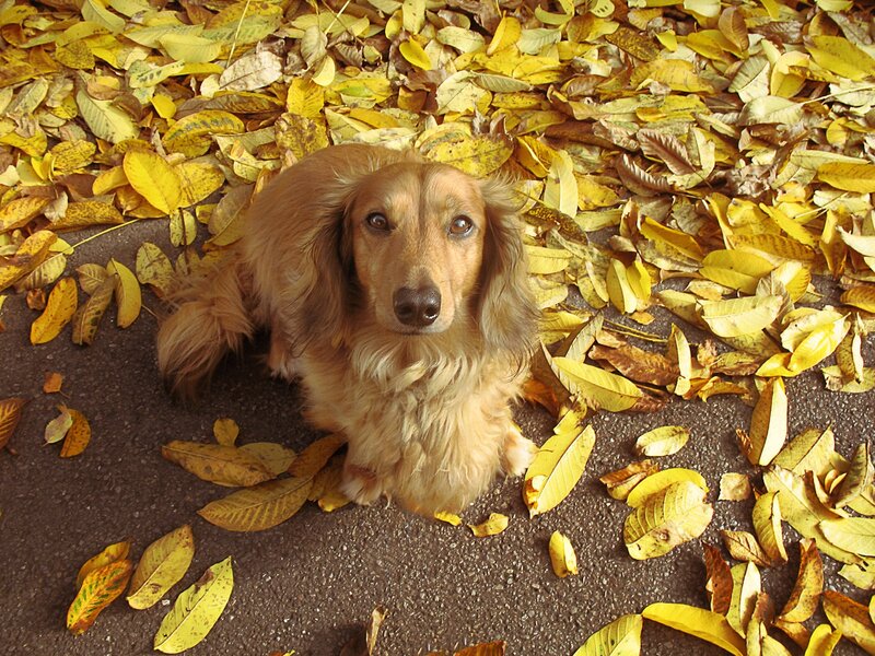 dog in autumn leaves