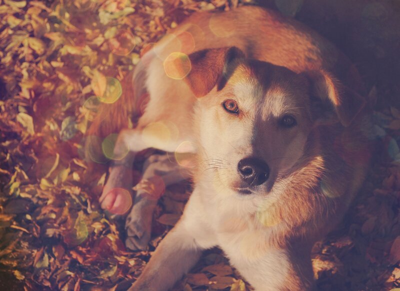 dog in autumn leaves