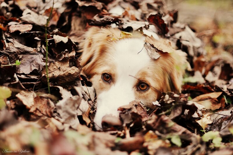 dog in autumn leaves