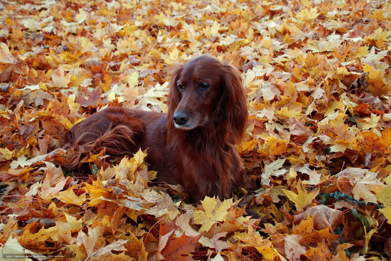 Dog in autumn leaves