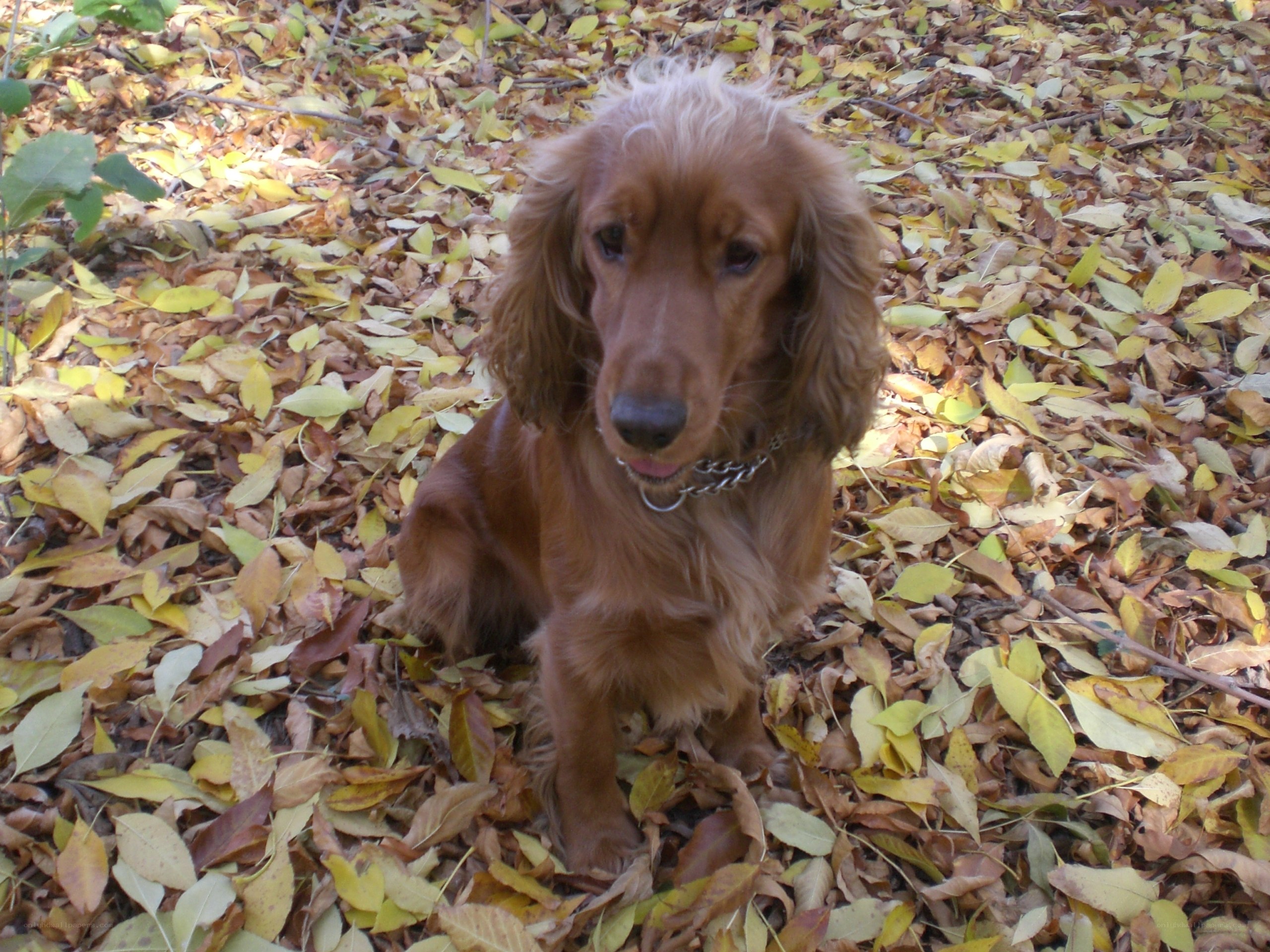 dog in autumn leaves