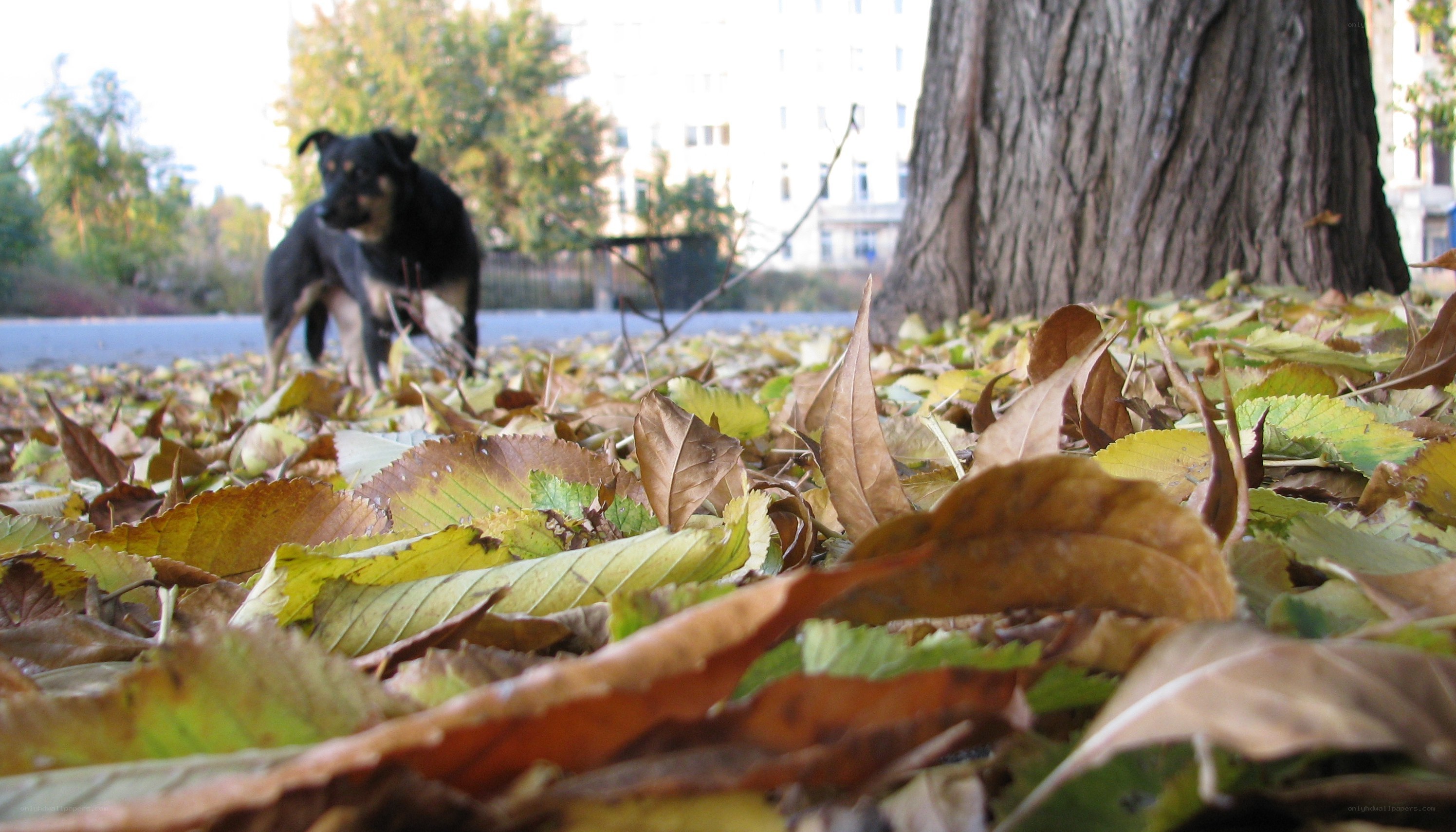 dog in autumn leaves