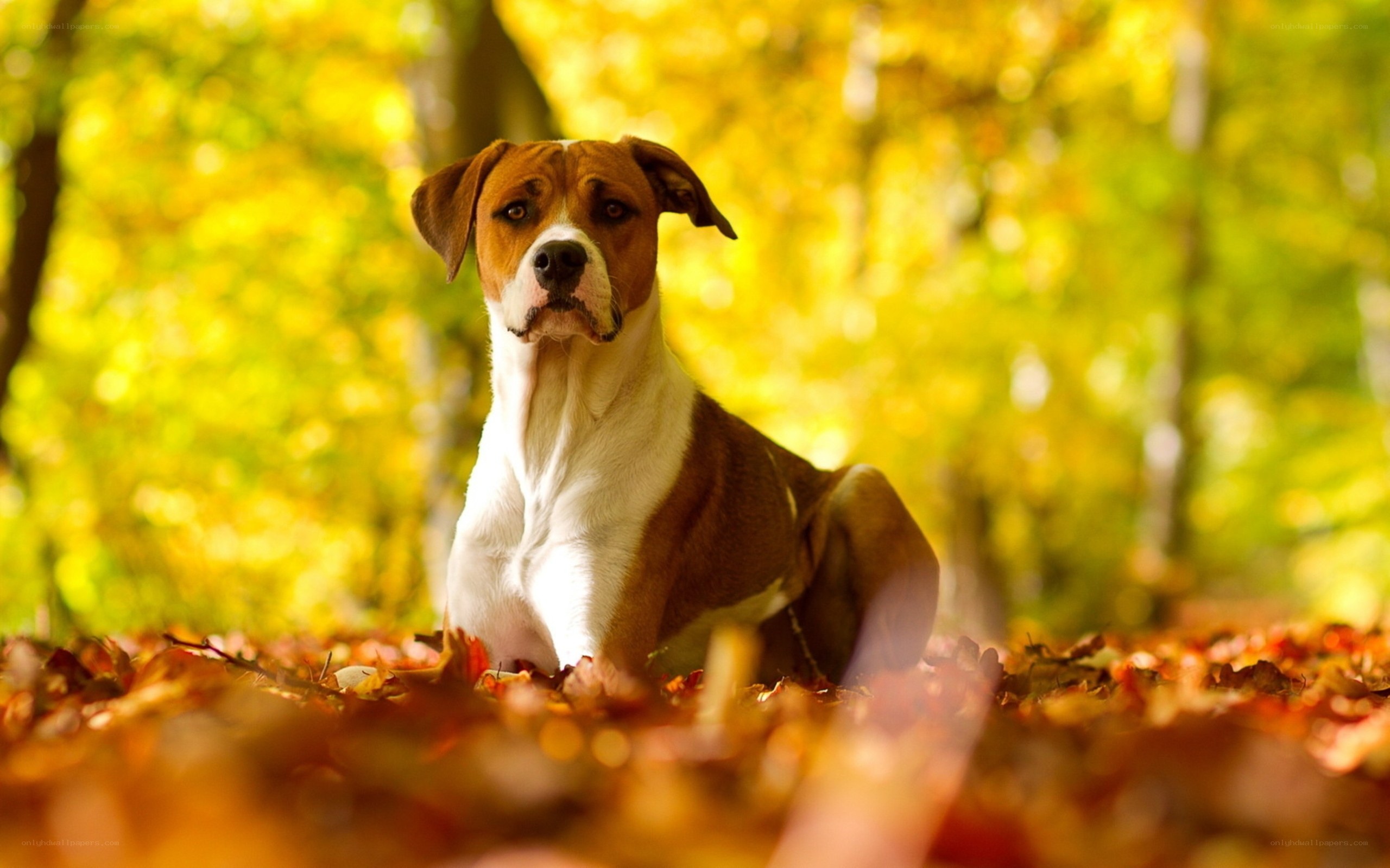 dog in autumn leaves