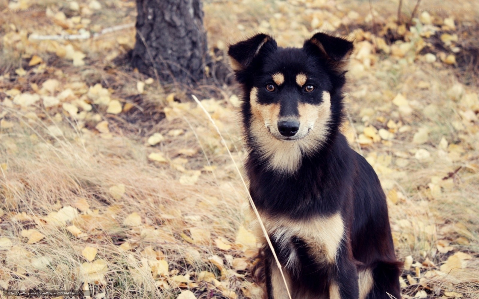 dog in autumn leaves