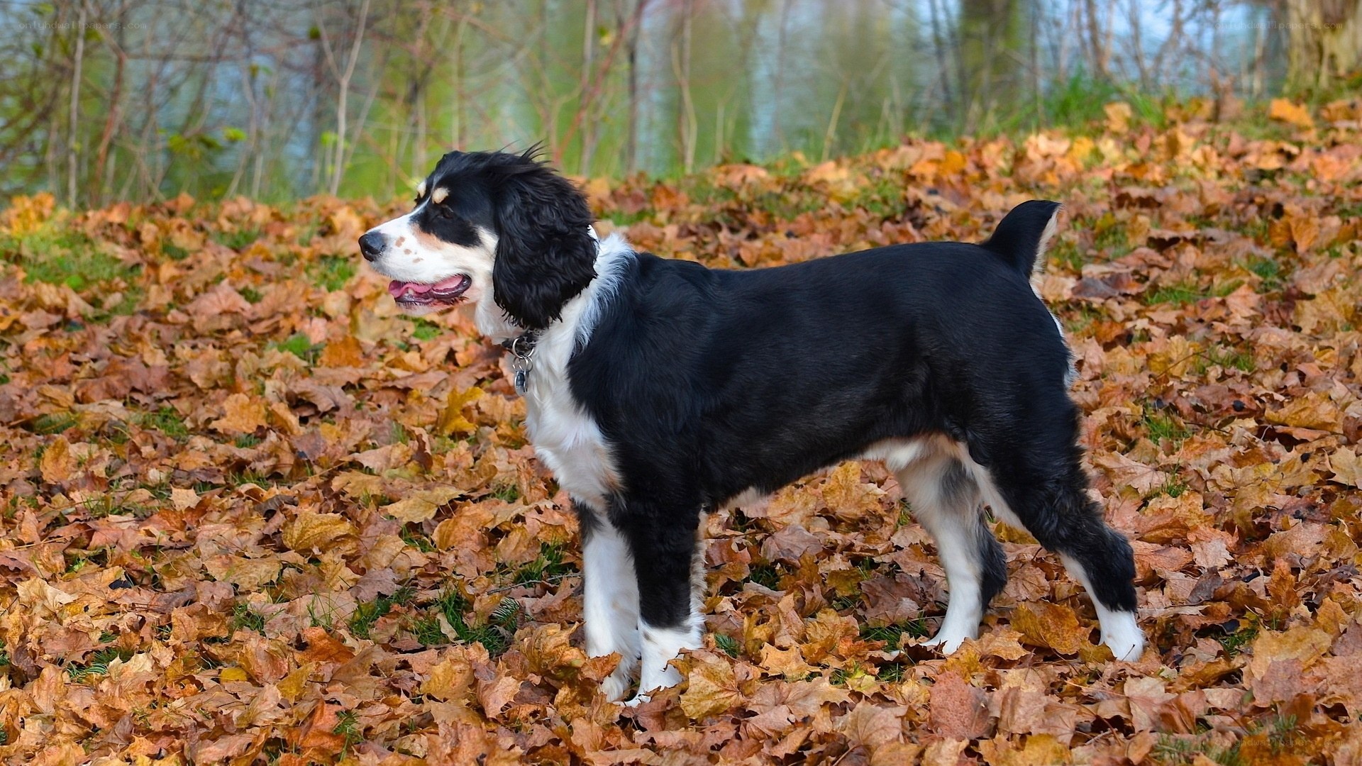 Dog in autumn leaves