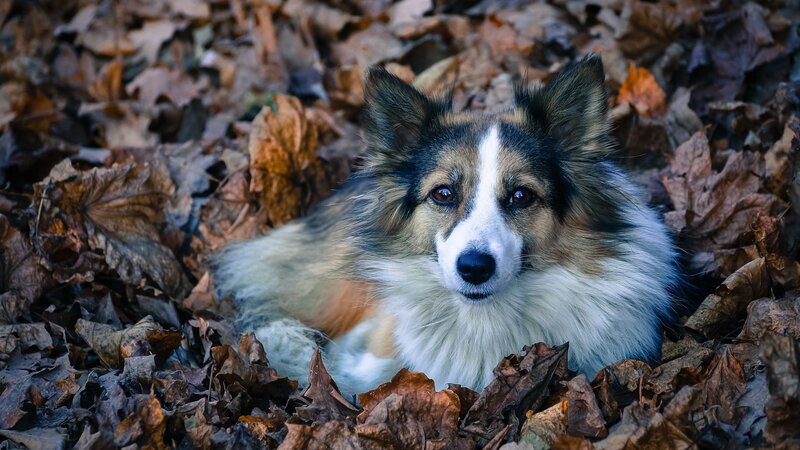 Dog in Autumn Leaves — Brown, Calm