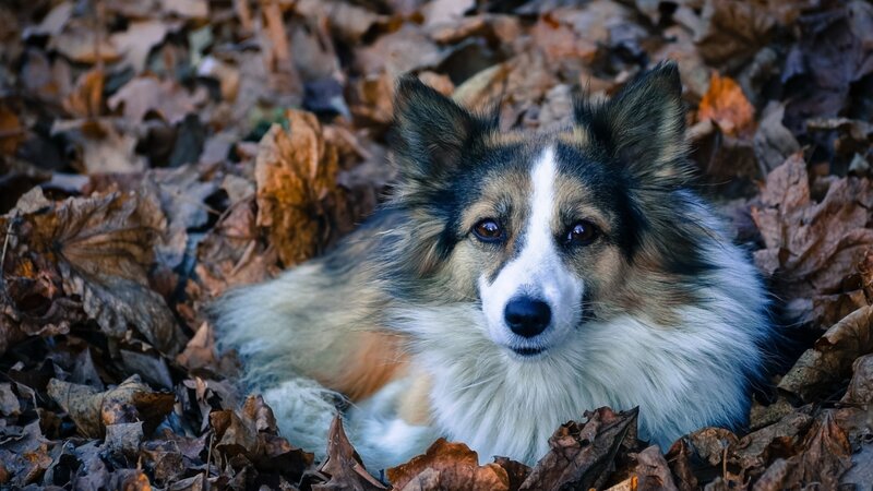 Dog in Autumn Leaves — Brown