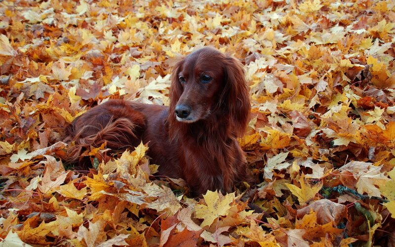 dog in autumn leaves