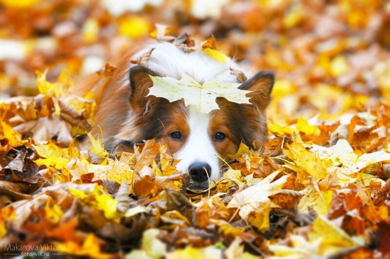 Dog in Autumn Leaves — Yellow