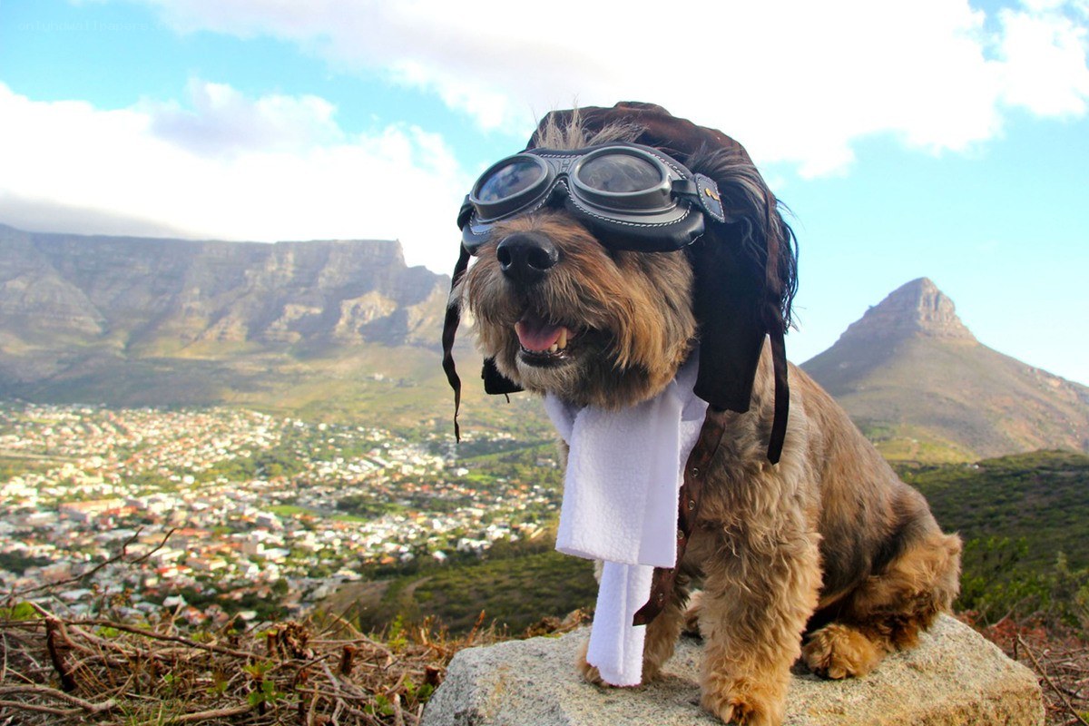dog in aviator gear