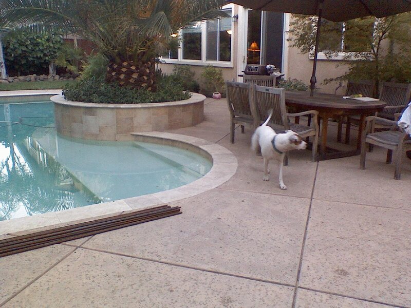 Dog in backyard by pool