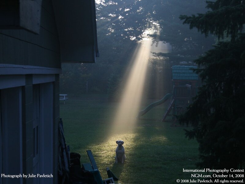 Dog in Backyard — Green