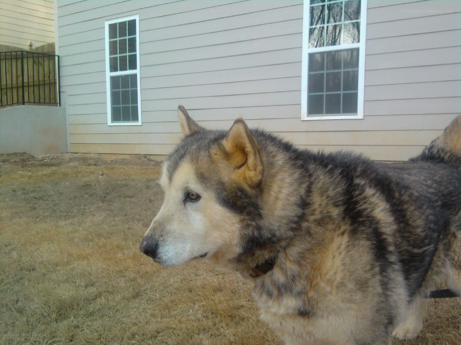 dog in backyard