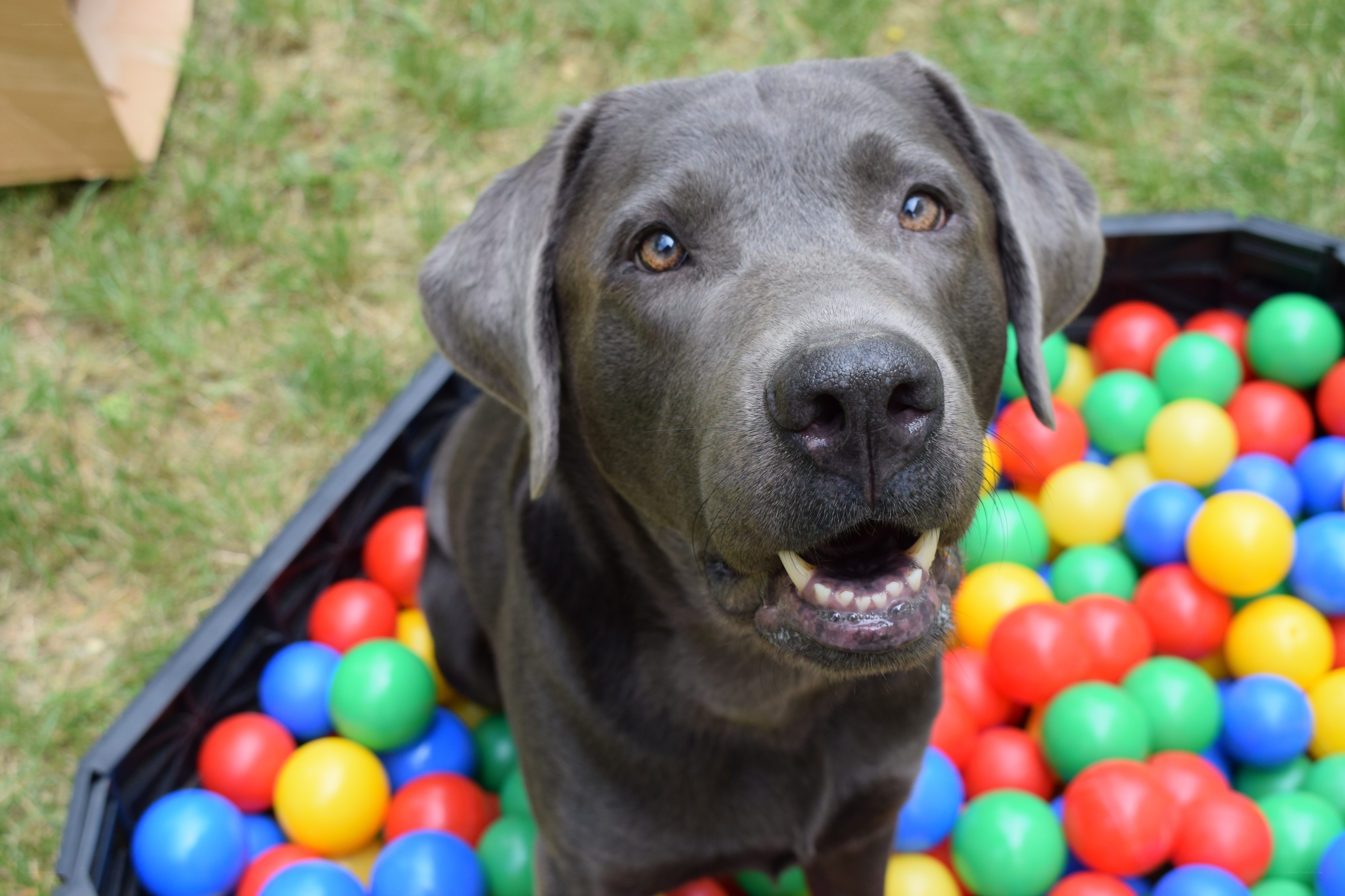 dog in ball pit