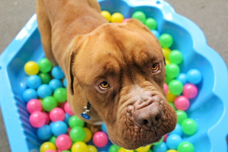 dog in ball pit