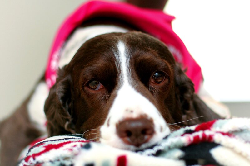 dog in bandana and blanket
