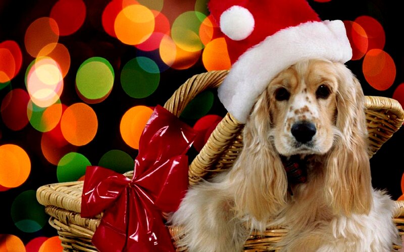 Dog in Basket