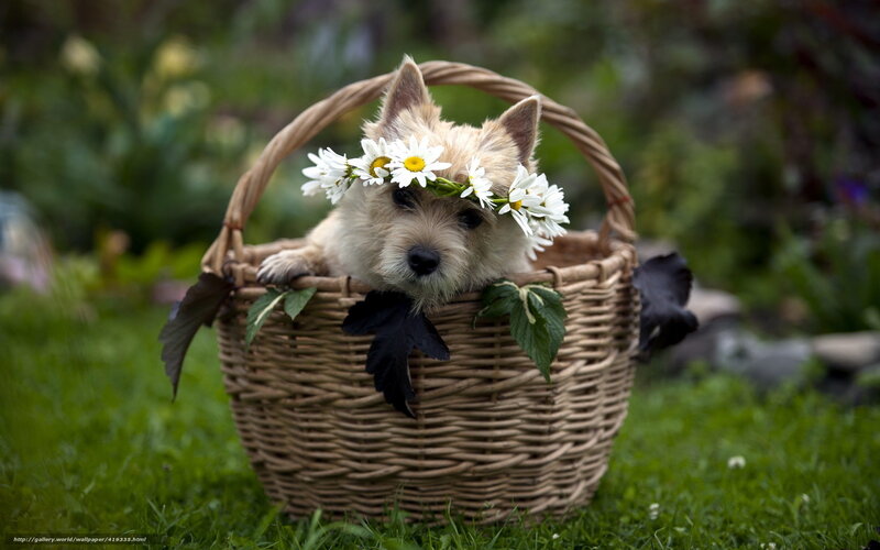 dog in basket with flowers