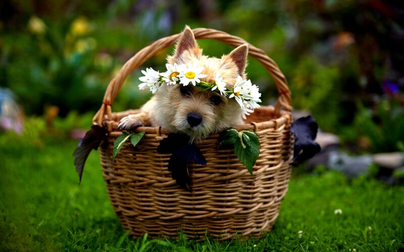 Dog in Basket with Flowers — Green