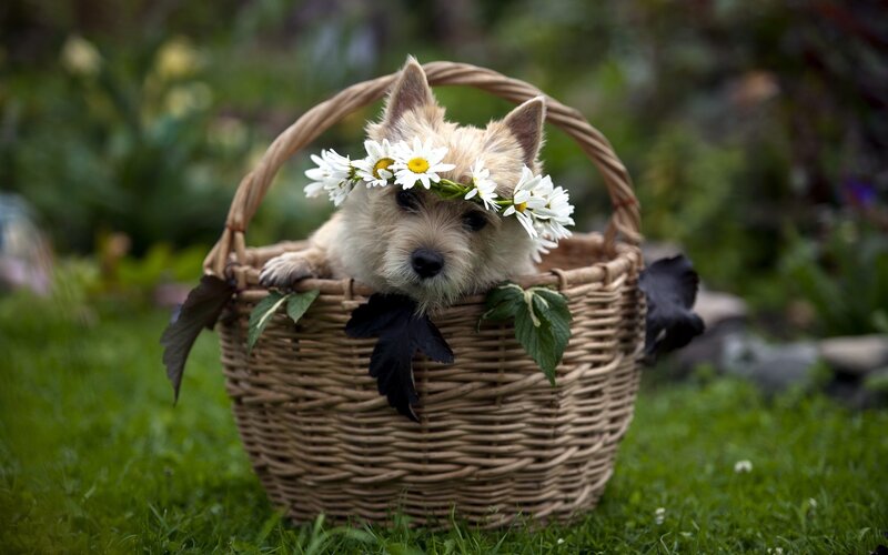 dog in basket with flowers