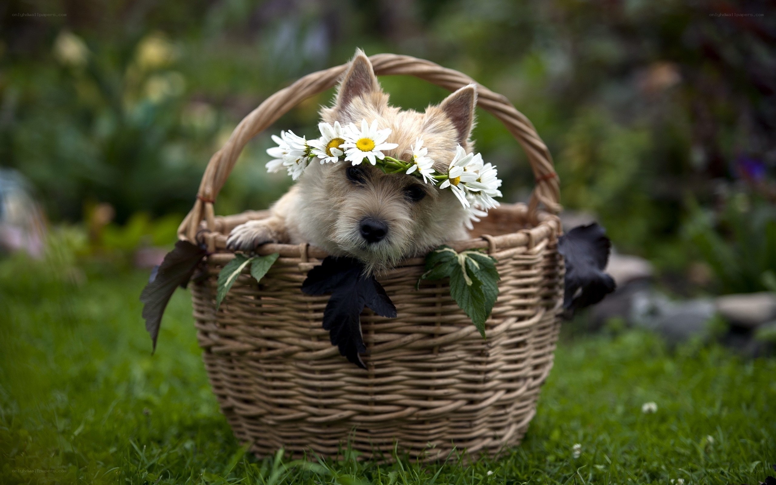 dog in basket with flowers