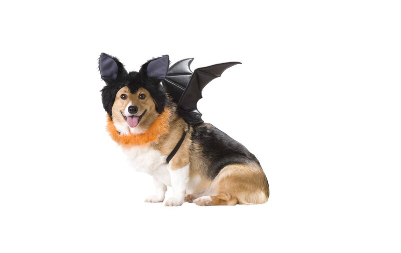 Dog in Bat Costume