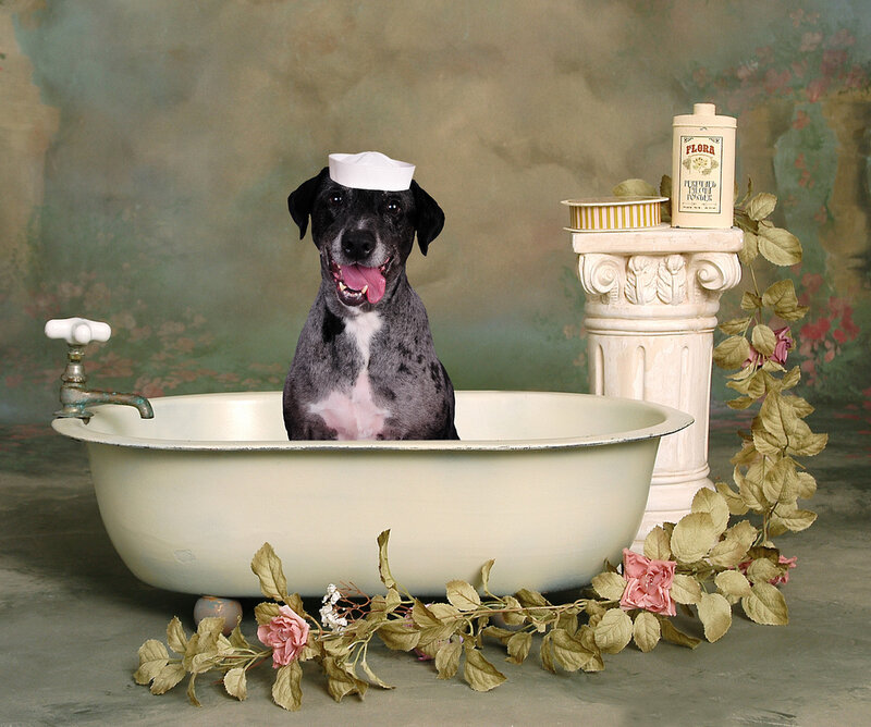 Dog in Bathtub