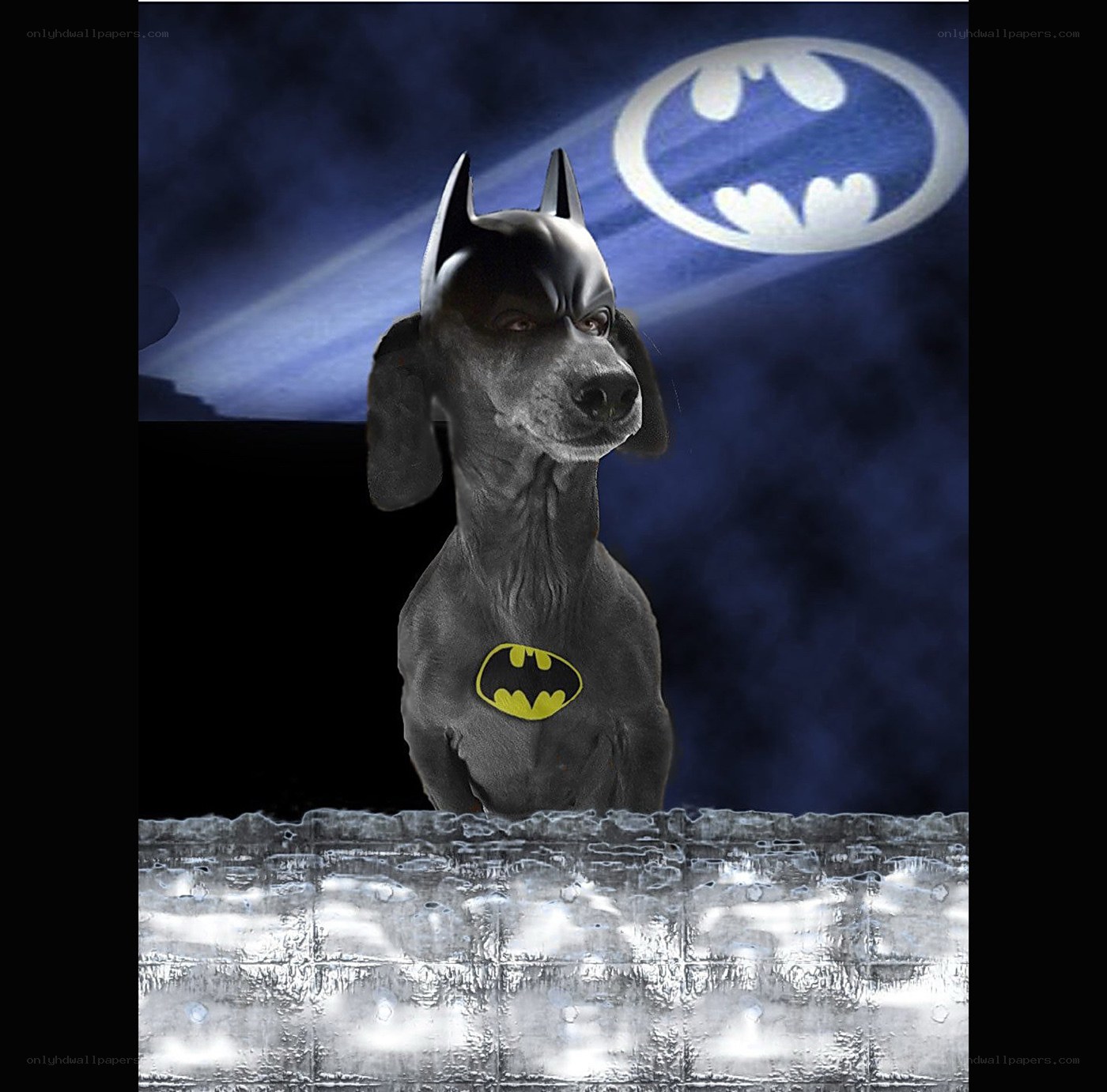 dog in batman costume