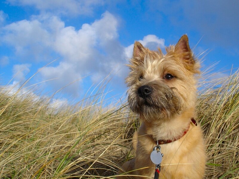 dog in beach grass