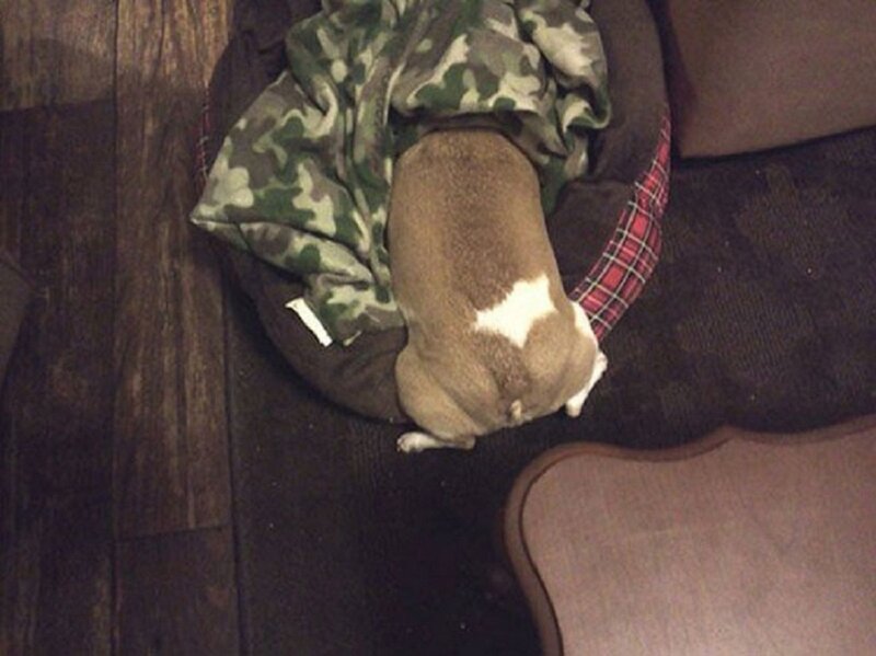 Dog in Bed