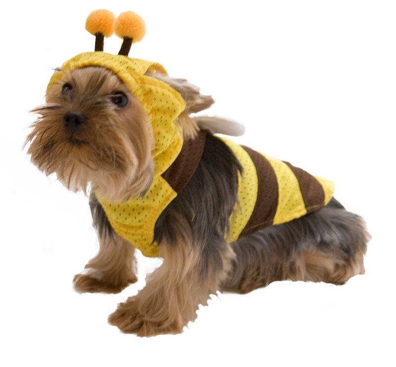 dog in bee costume