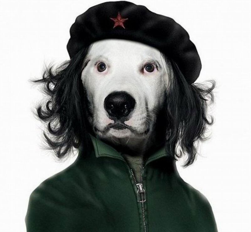 Dog in Beret and Jacket