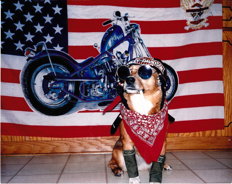 Dog in Biker Gear — Red