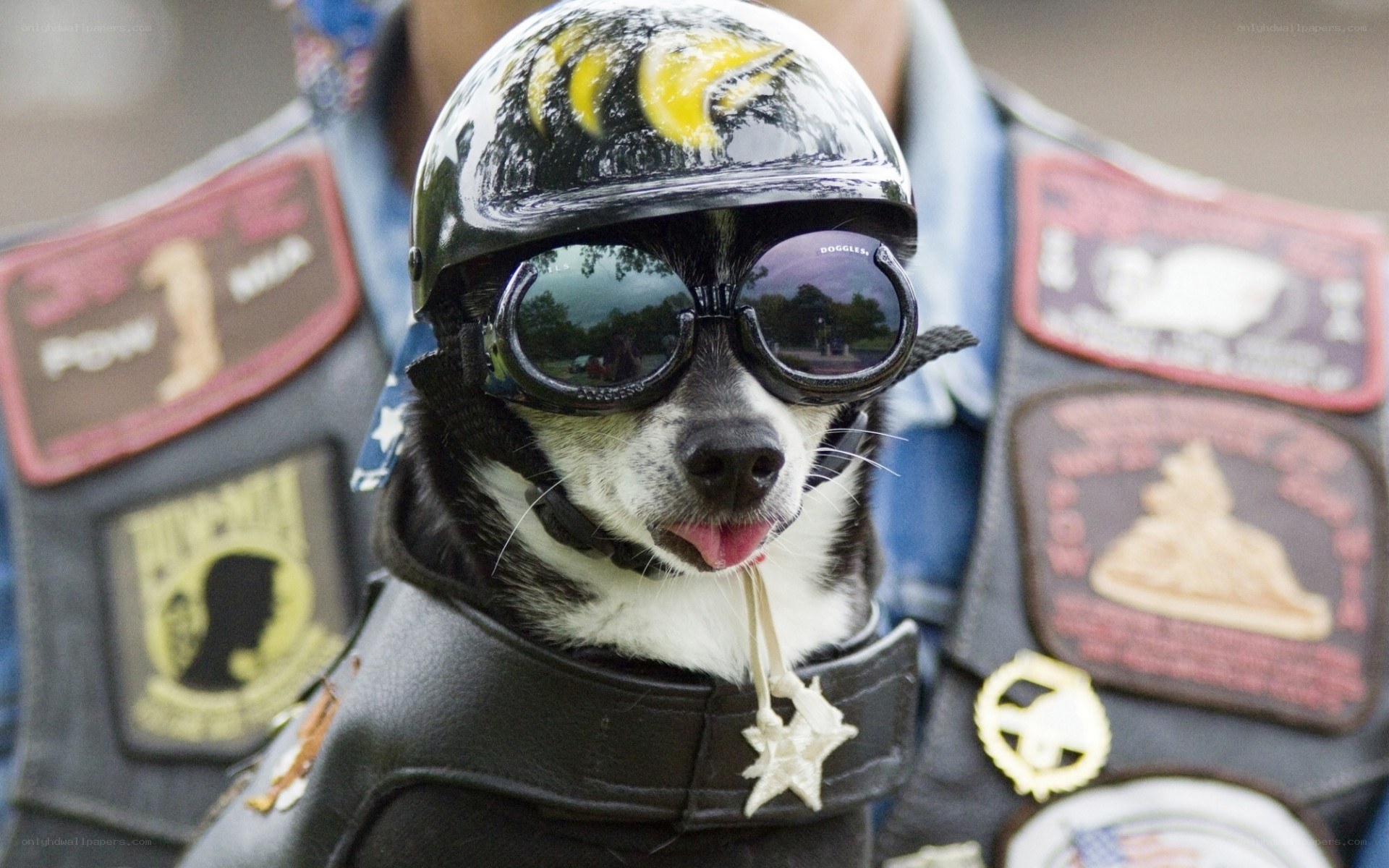 dog in biker gear