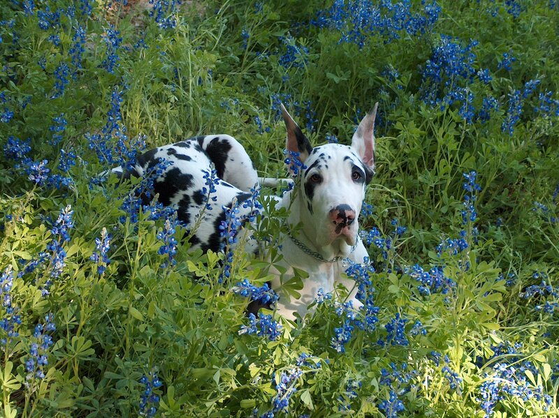 Dog in blue flowers