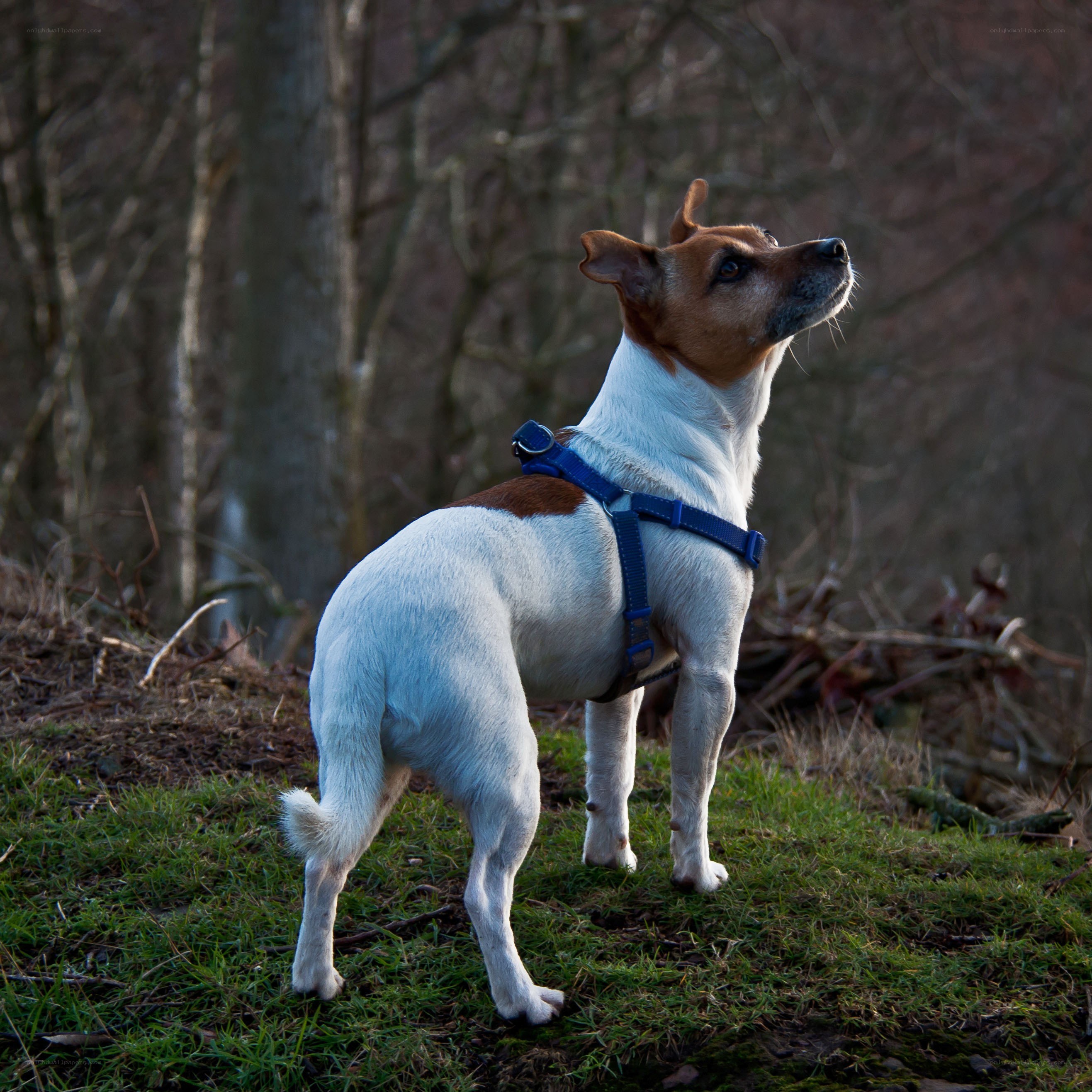 dog in blue harness