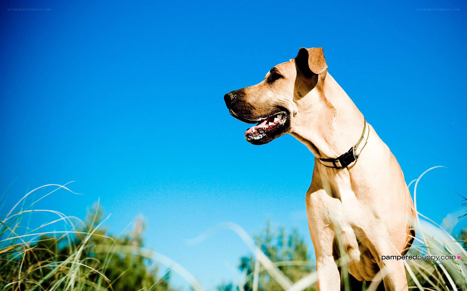 dog in blue sky
